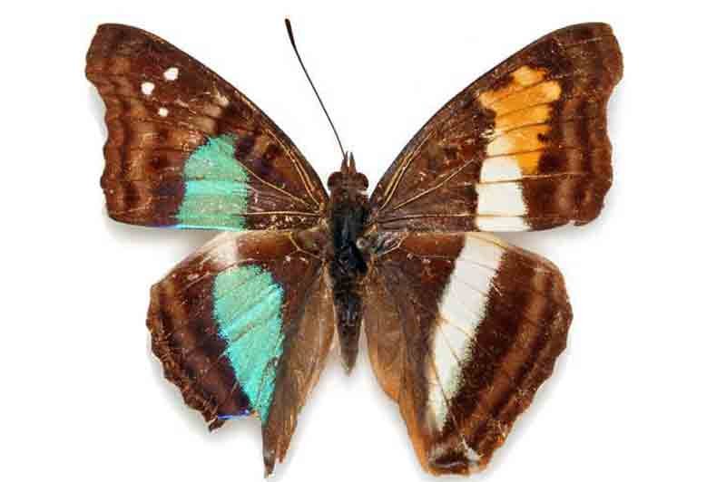 Doxocopa laurentia (bilateral gynandromorph, Santa Catharina, nova, teutonia, Brazil, 1-15-1958, pmnh) (Internet Image property of respective owner, non-commercial use only)